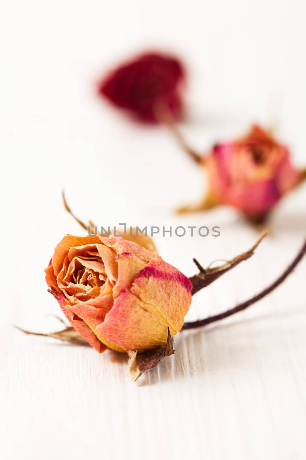 Dried red and orange roses on light background in studio