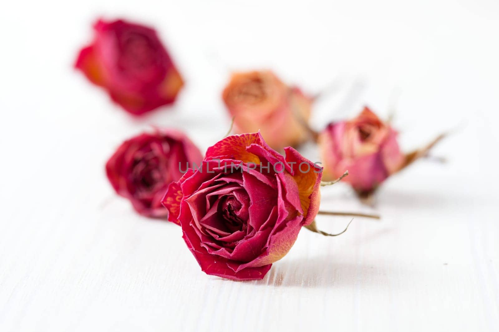 Dried red and orange roses on light background in studio