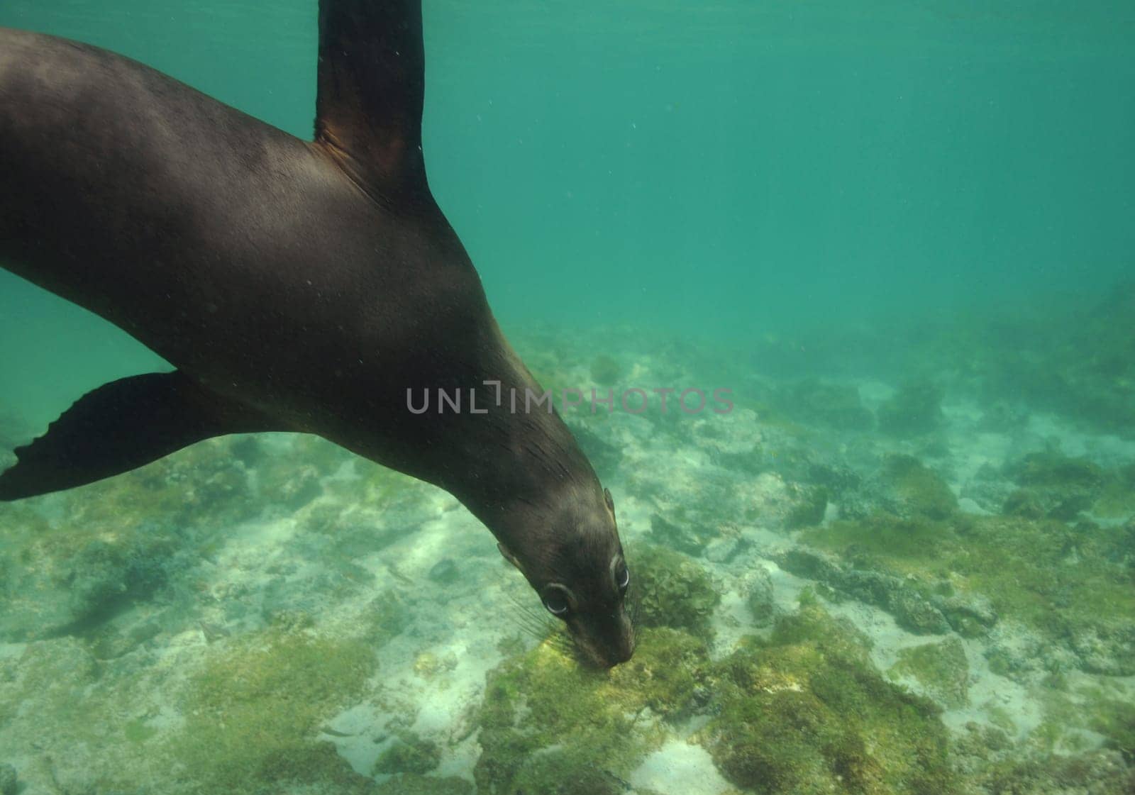 Sea lion