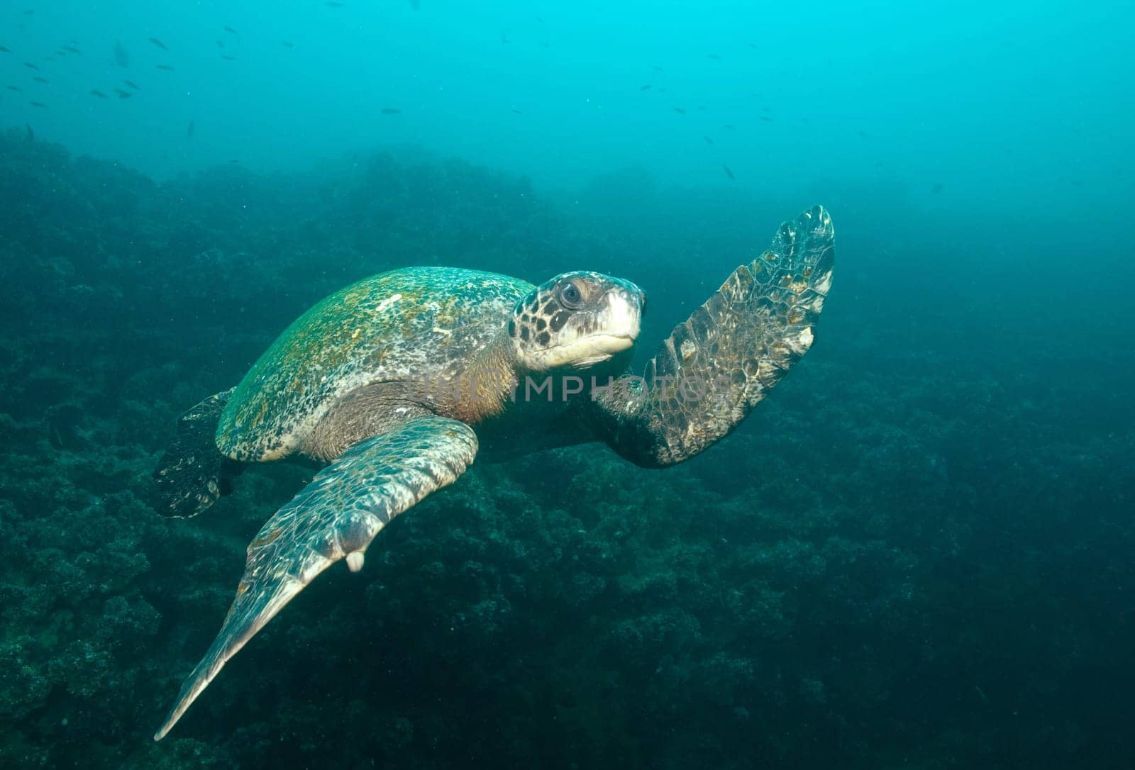 green sea turtle