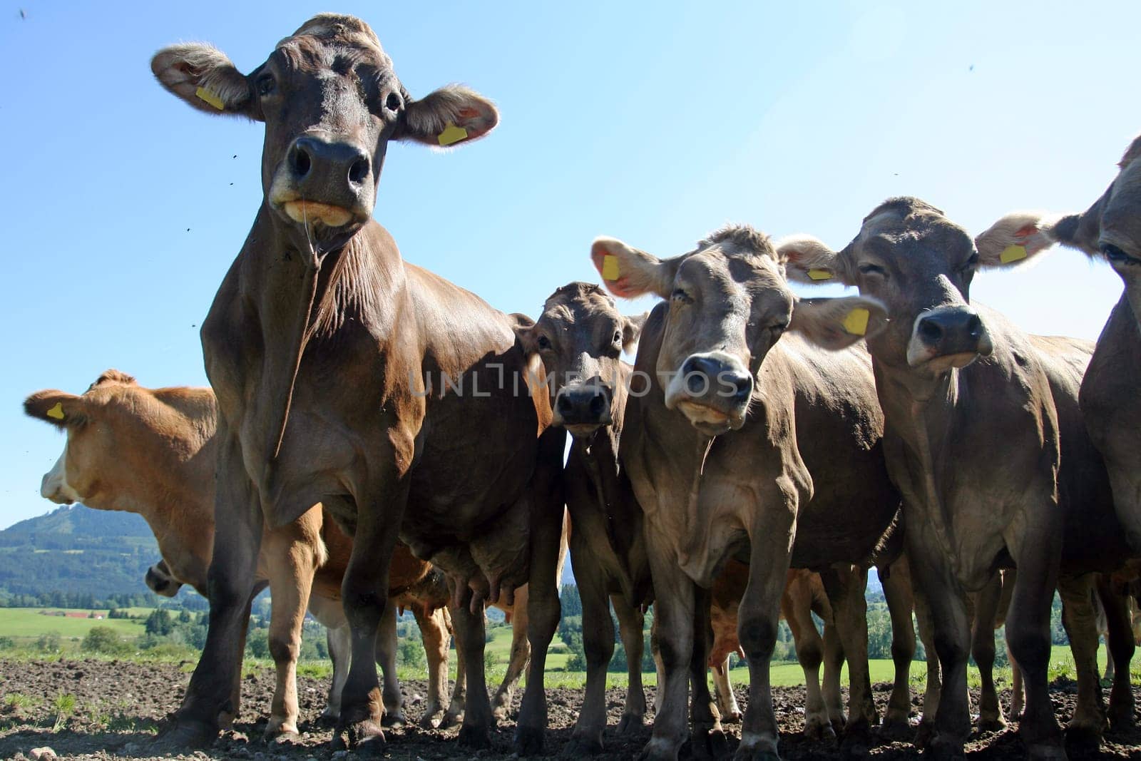 A herd of curious Bavarian cows
