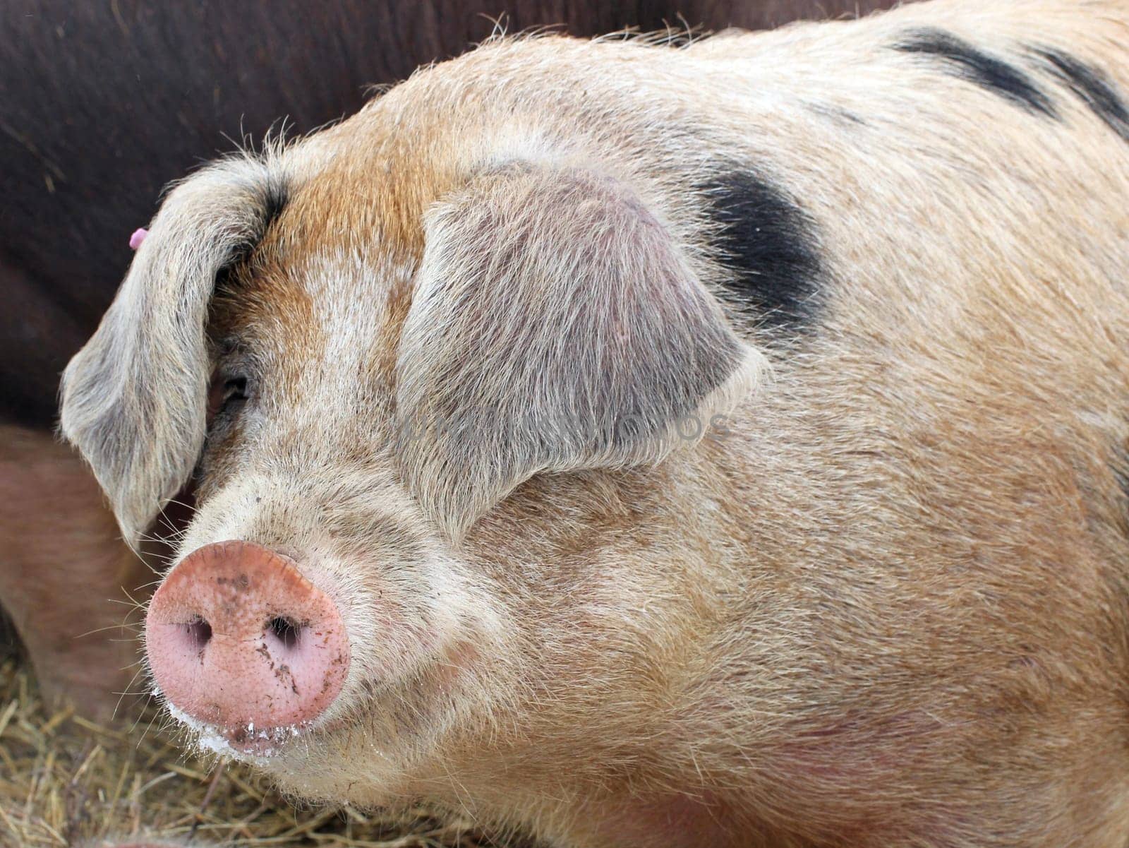 Grazing pig in winter