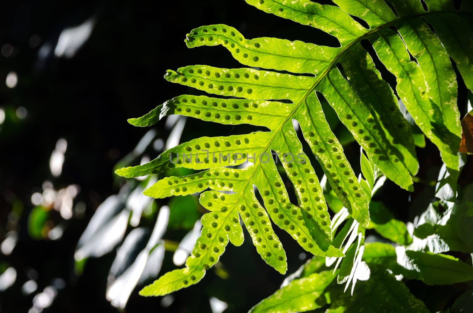 fern leaf with light coming from behind