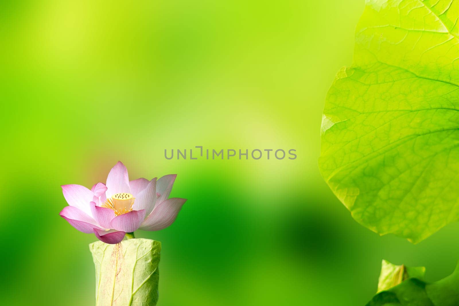 Beautiful Lotus with nice background color for adv or others purpose use