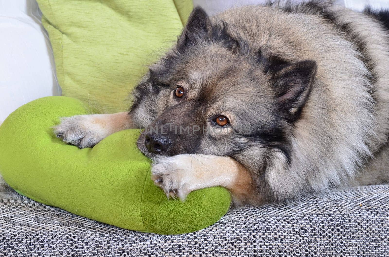 Dog on sofa with cushion