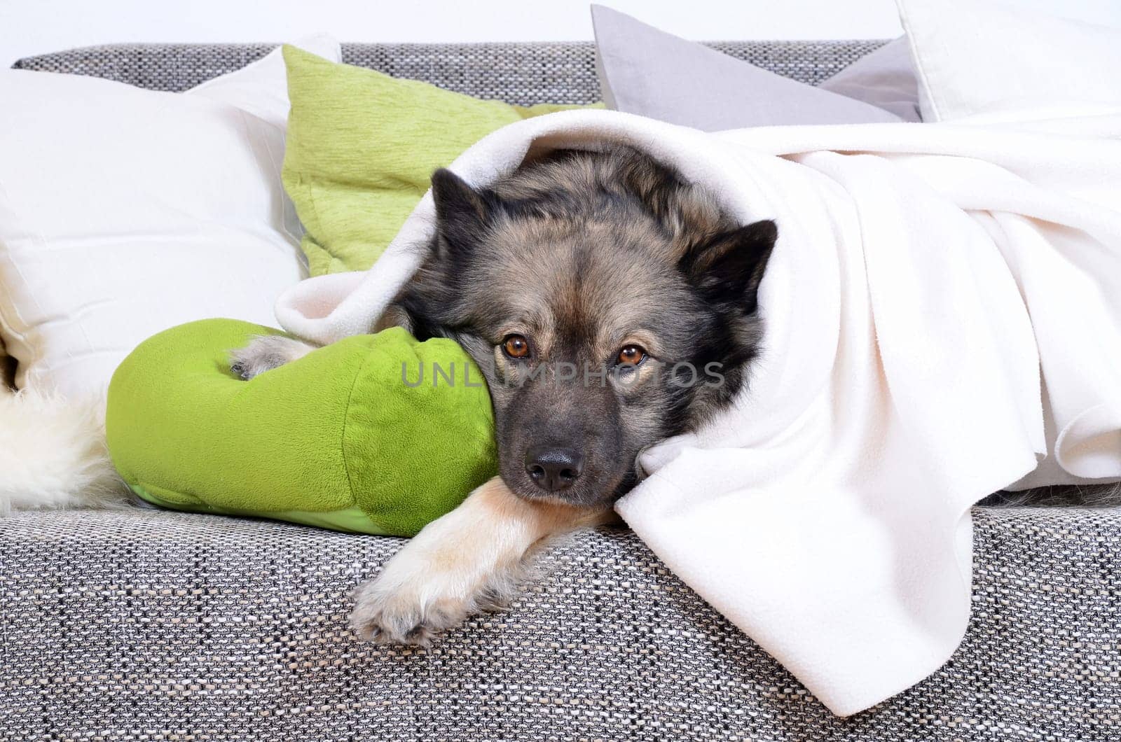 Dog on sofa with cushion