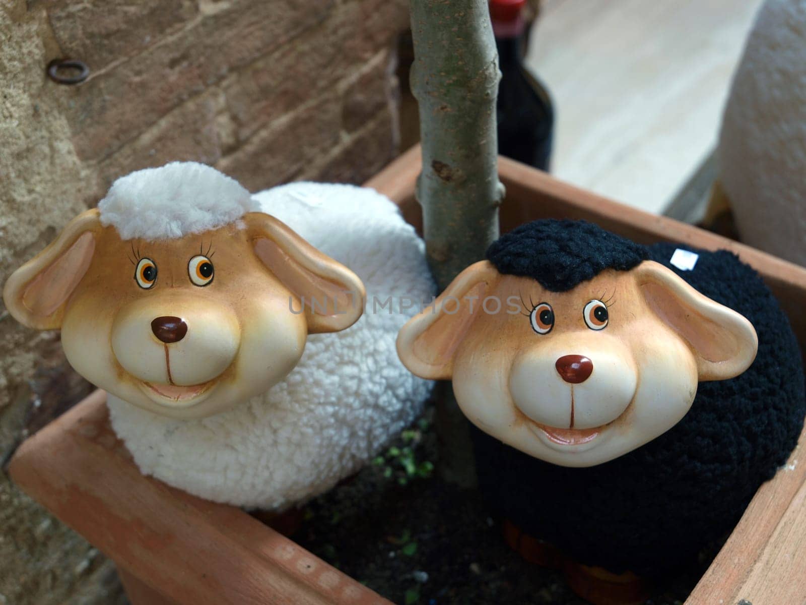 ovely mascots of sheep Pienza. Pienza is famous for its cheese