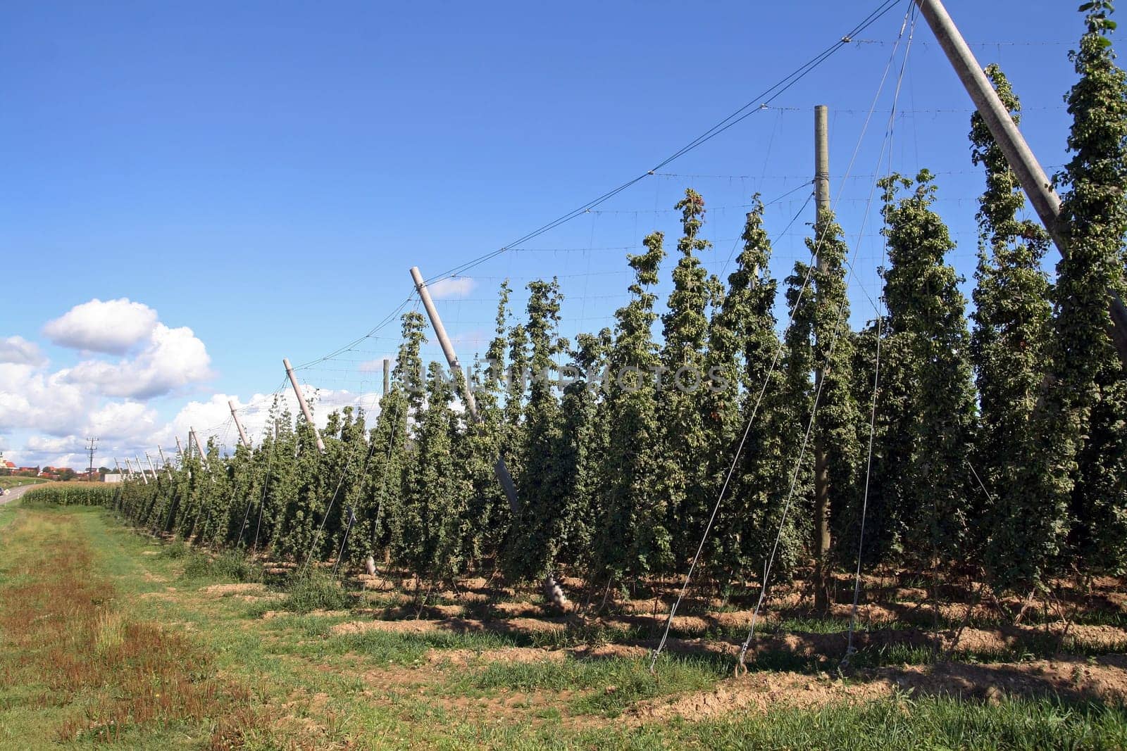 Hop cultivation in Dere Holledau