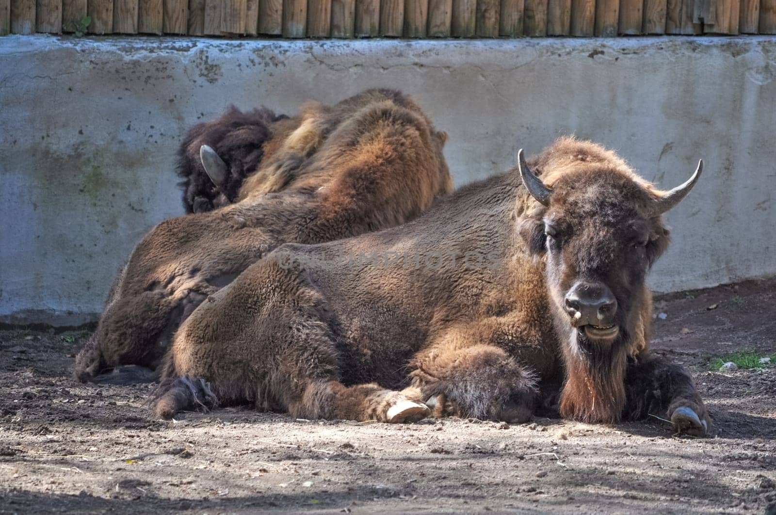 A Bison Bonasus also known as European bison