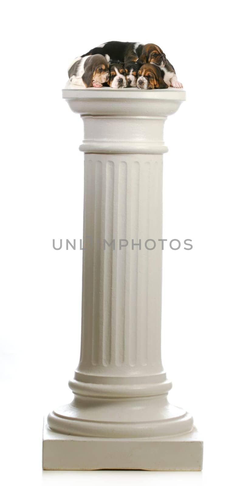 puppies on a pedestal - litter of basset hound puppies sleeping on a pedestal isolated on white background - 3 weeks old