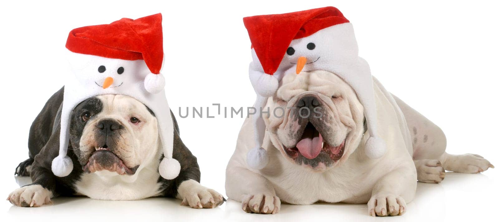 santa dog - two dogs dressed up with cute santa hats on white background