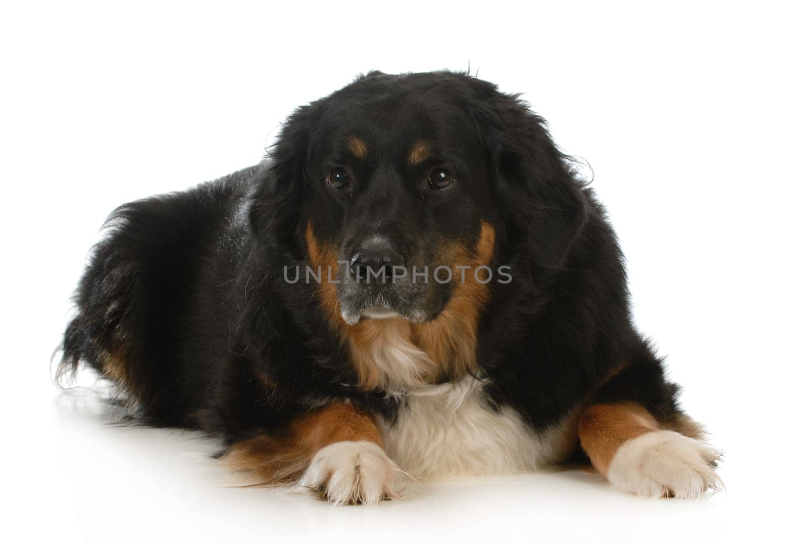 bernese mountain dog laying down looking at view on white background
