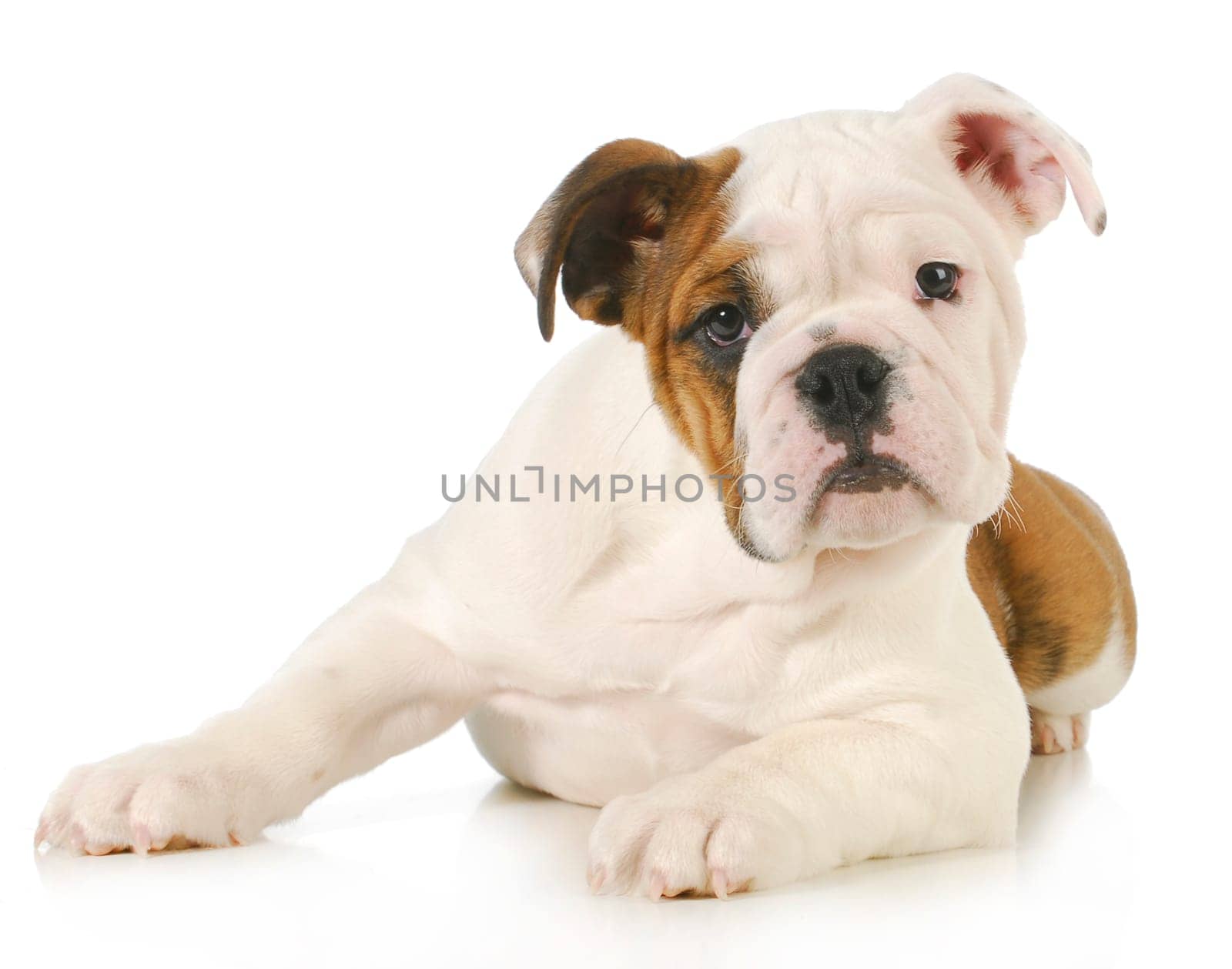 cute puppy - english bulldog puppy laying down looking at view on white background