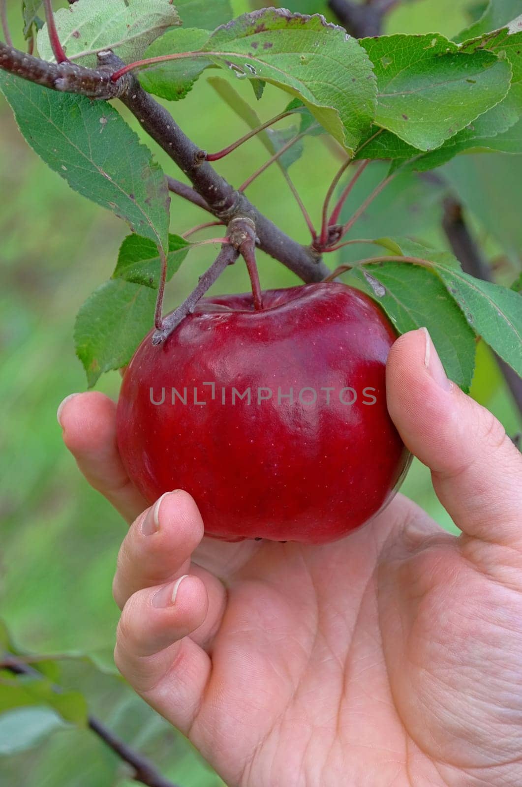 Harvesting apples - apple harvest 04