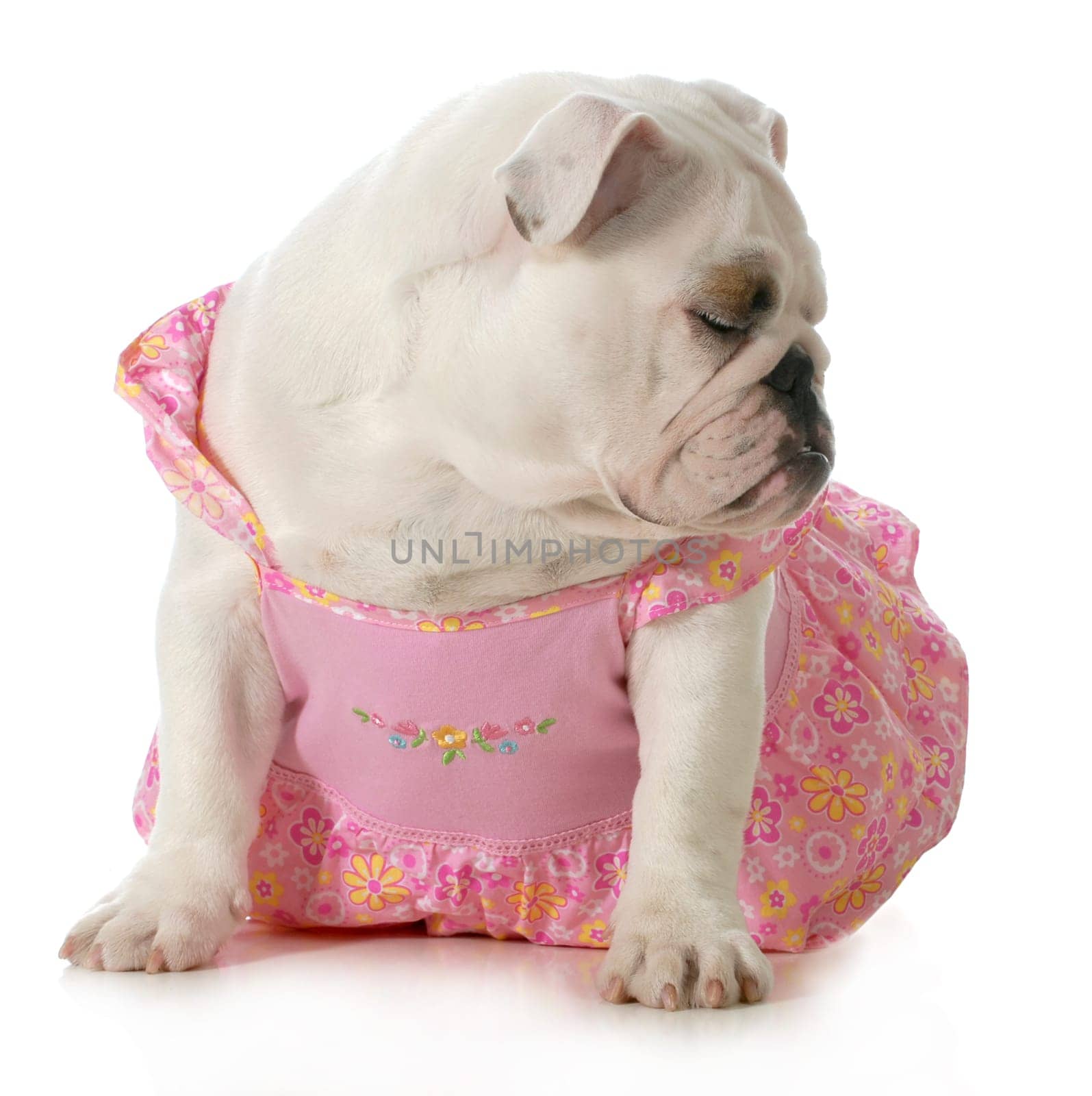 female dog - english bulldog wearing pink dress isolated on white background