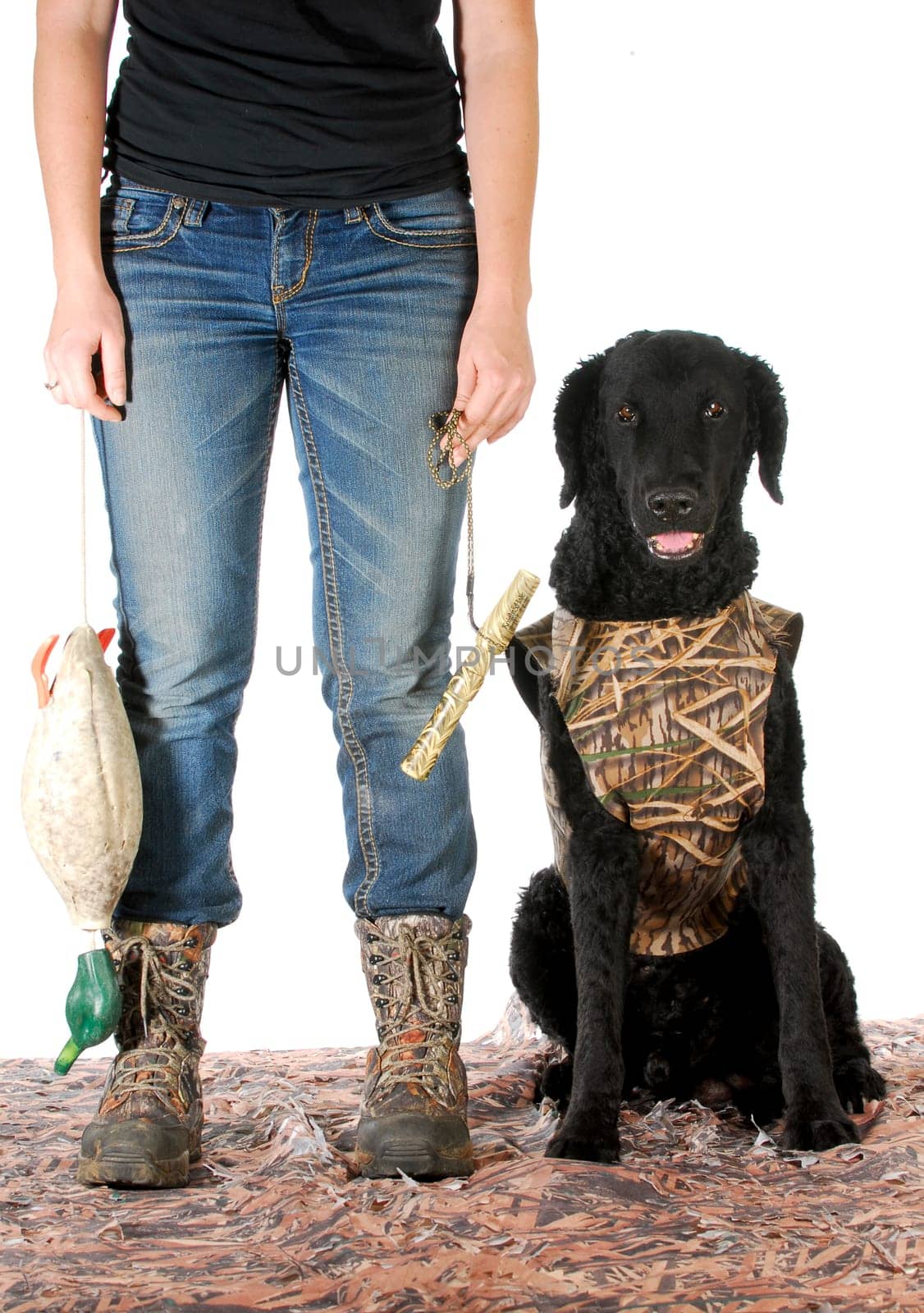 hunting dog - woman hunter and her curly coated retriever isolated on white background