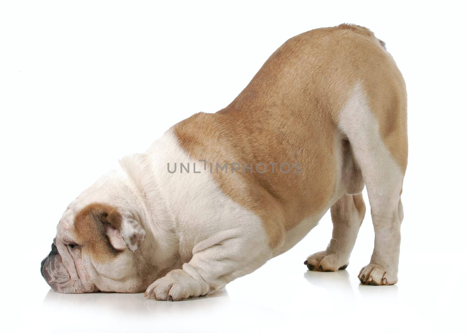dog bowing - english bulldog with head down and bum up isolated on white background