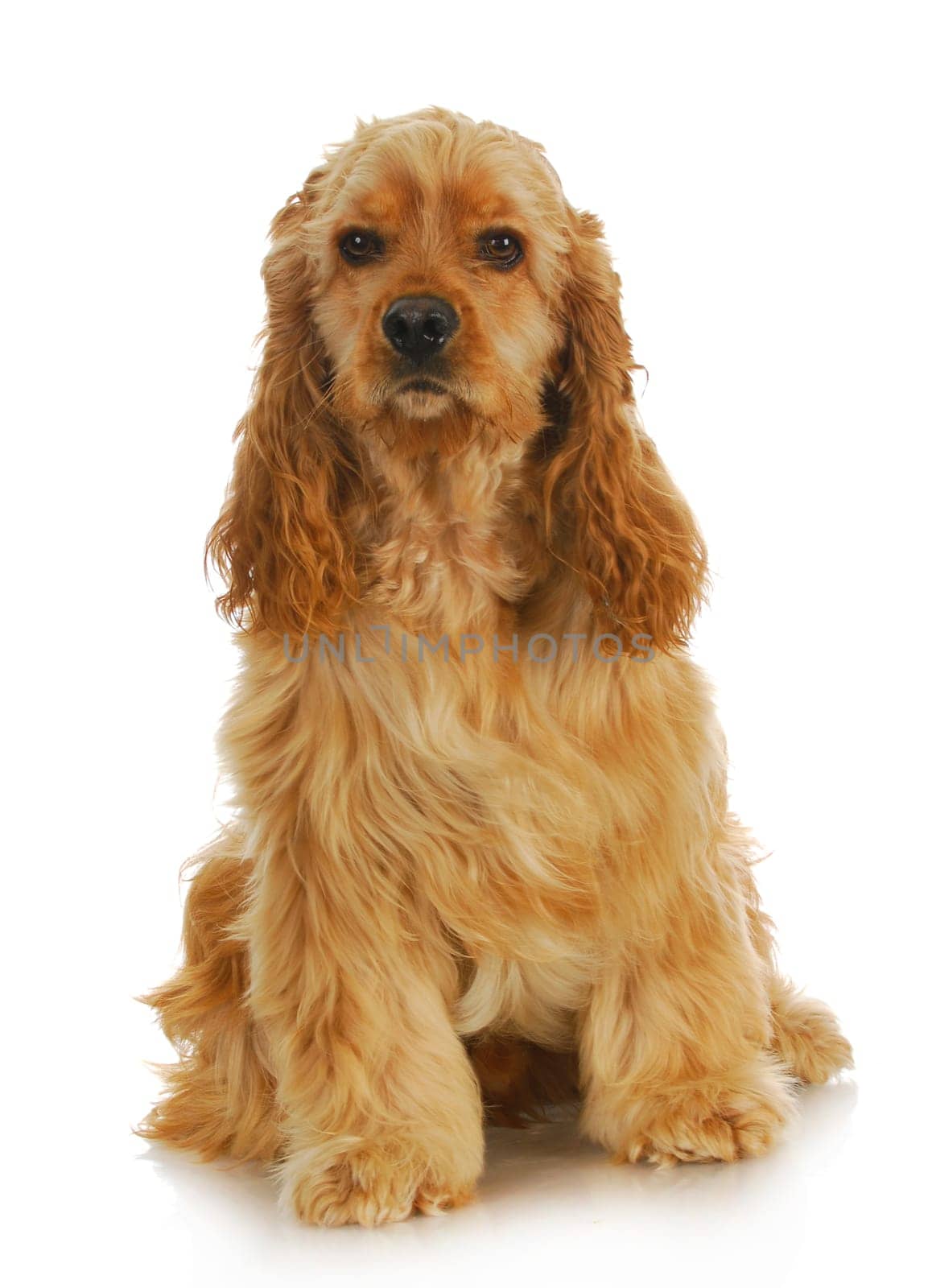 cocker spaniel sitting looking at viewer isolated on white background