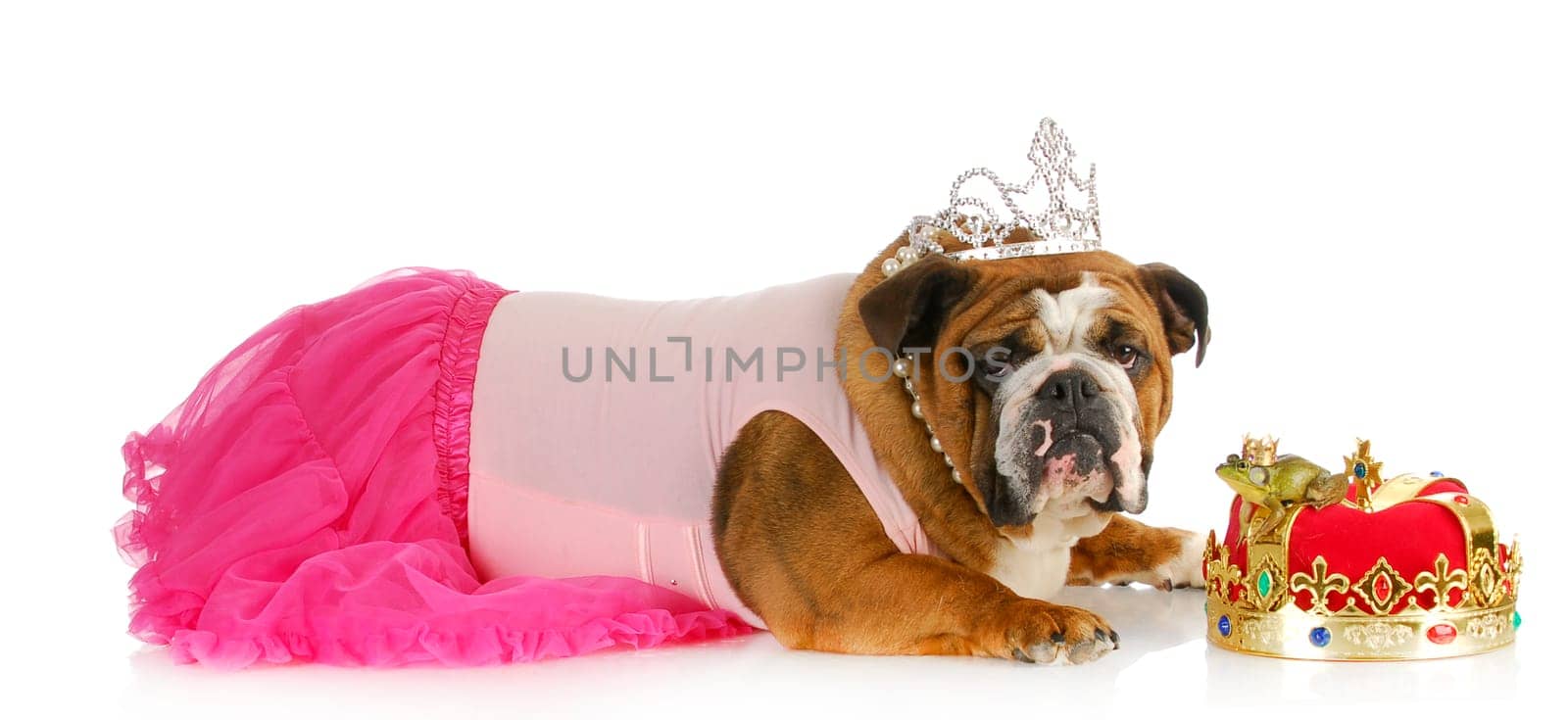 spoiled princess dog not willing to kiss frog in hopes of meeting a handsome prince