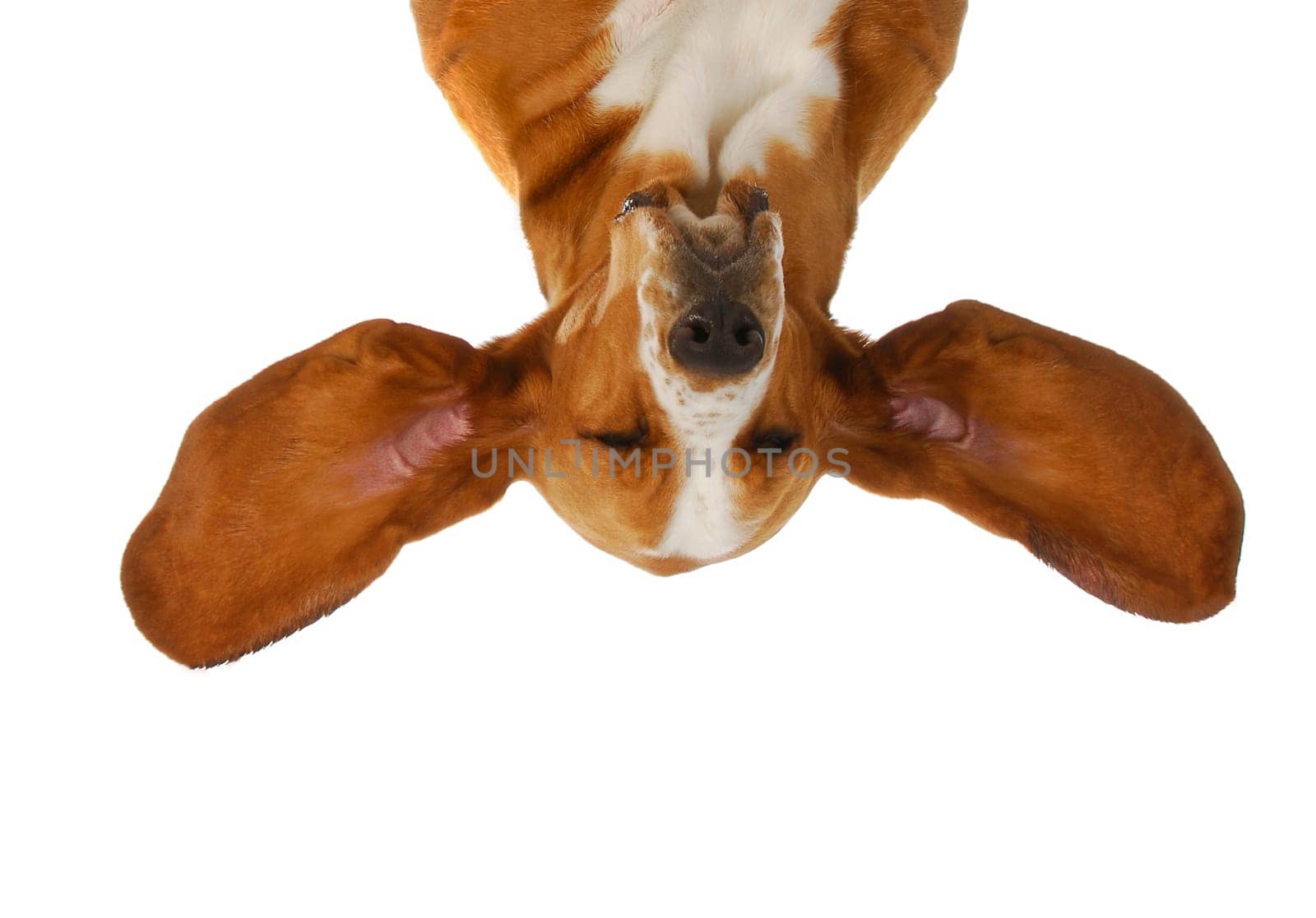 basset hound upside down with ears out listening isolated on white background