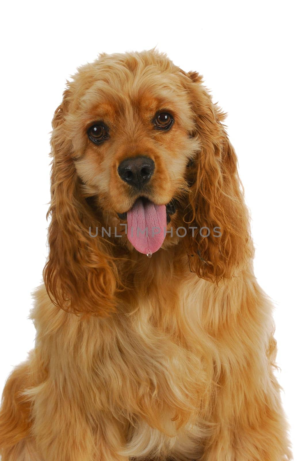 cocker spaniel with tongue out panting isolated on white background