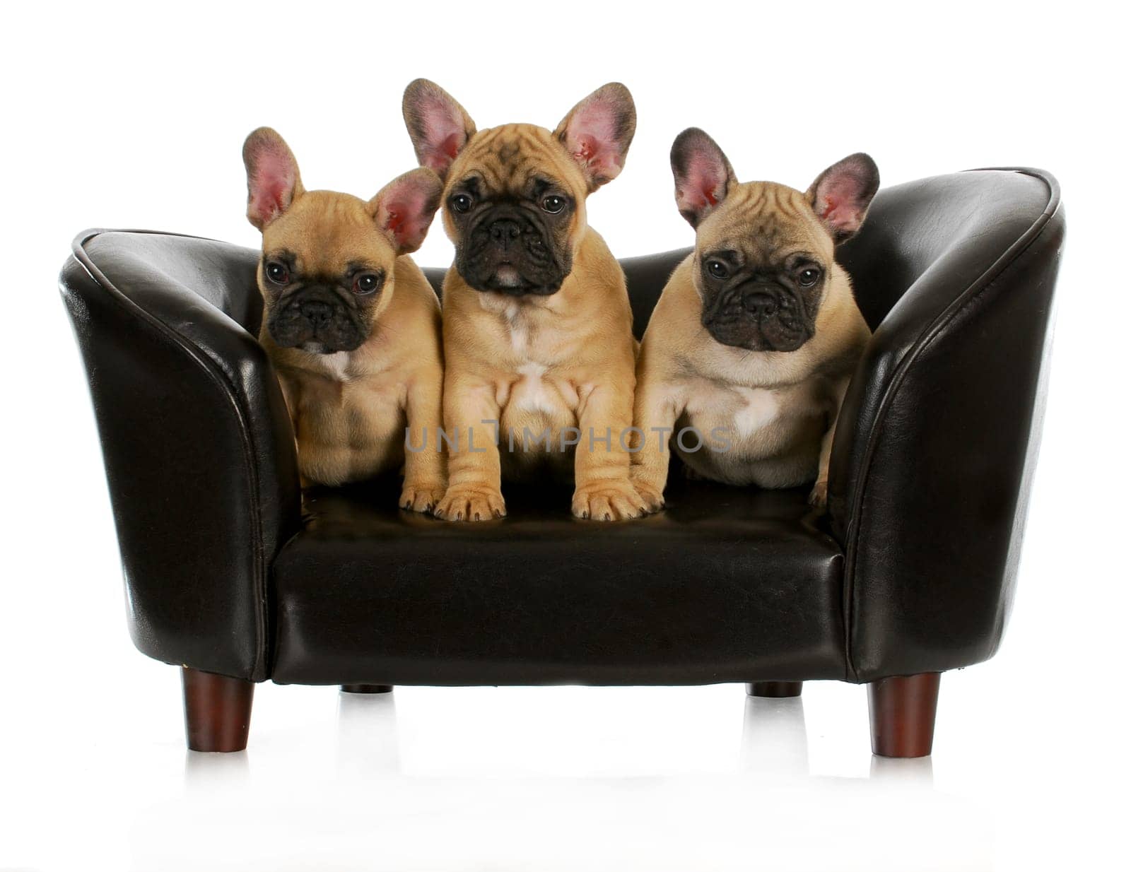 french bulldog litter - three frenchies sitting on a dog couch isolated on white background