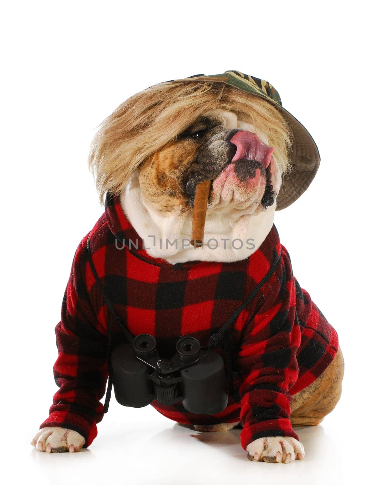 hunting dog - english bulldog smoking cigar and wearing binoculars and hunting sweater isolated on white background