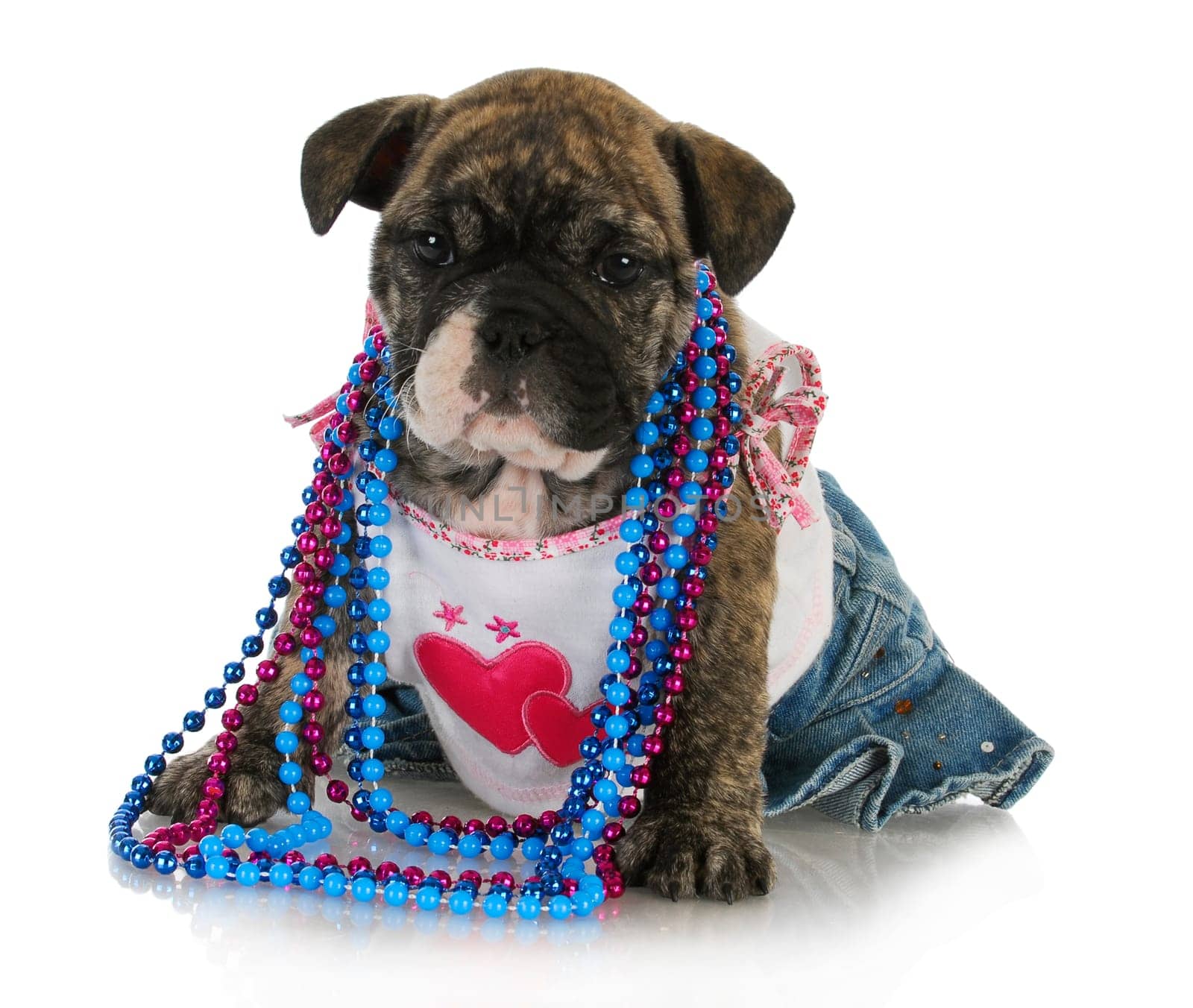 female puppy - english bulldog female puppy dressed up like a girl isolated on white background