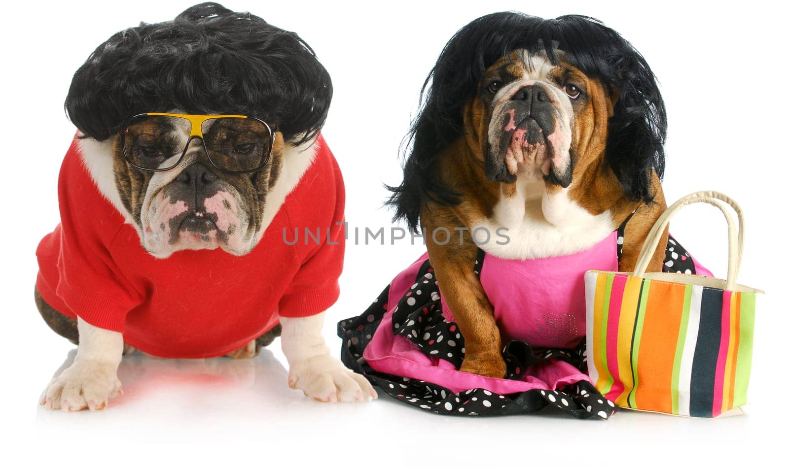 dog husband and wife - english bulldog man and woman wearing clothing isolated on white background