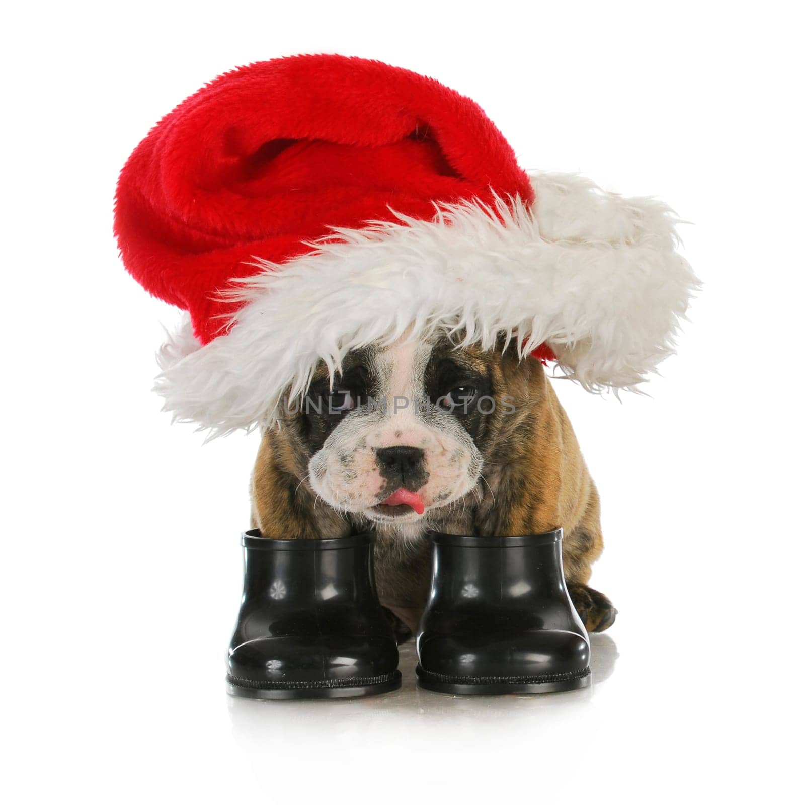 puppy santa - english bulldog dressed up with santa hat and boots on white background