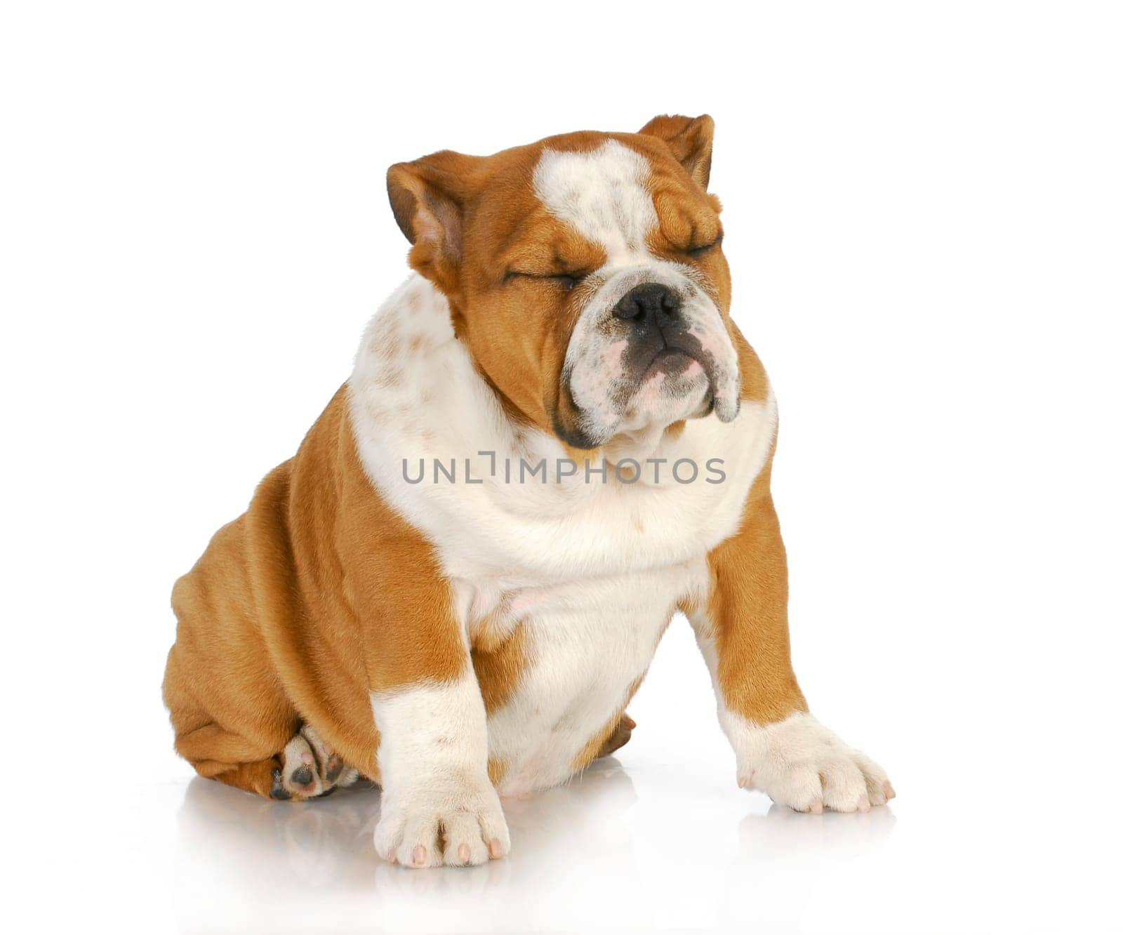 puppy sleeping sitting up - english bulldog puppy sleeping while sitting - 4 months old