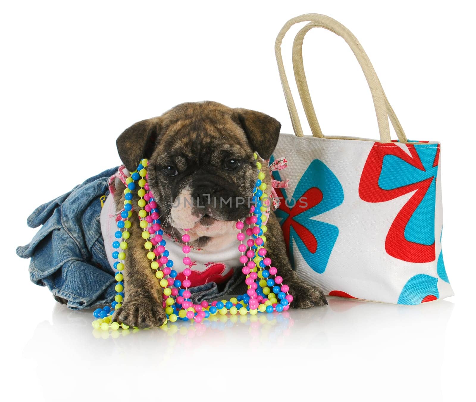 female puppy - english bulldog female puppy dressed up with purse isolated on white background