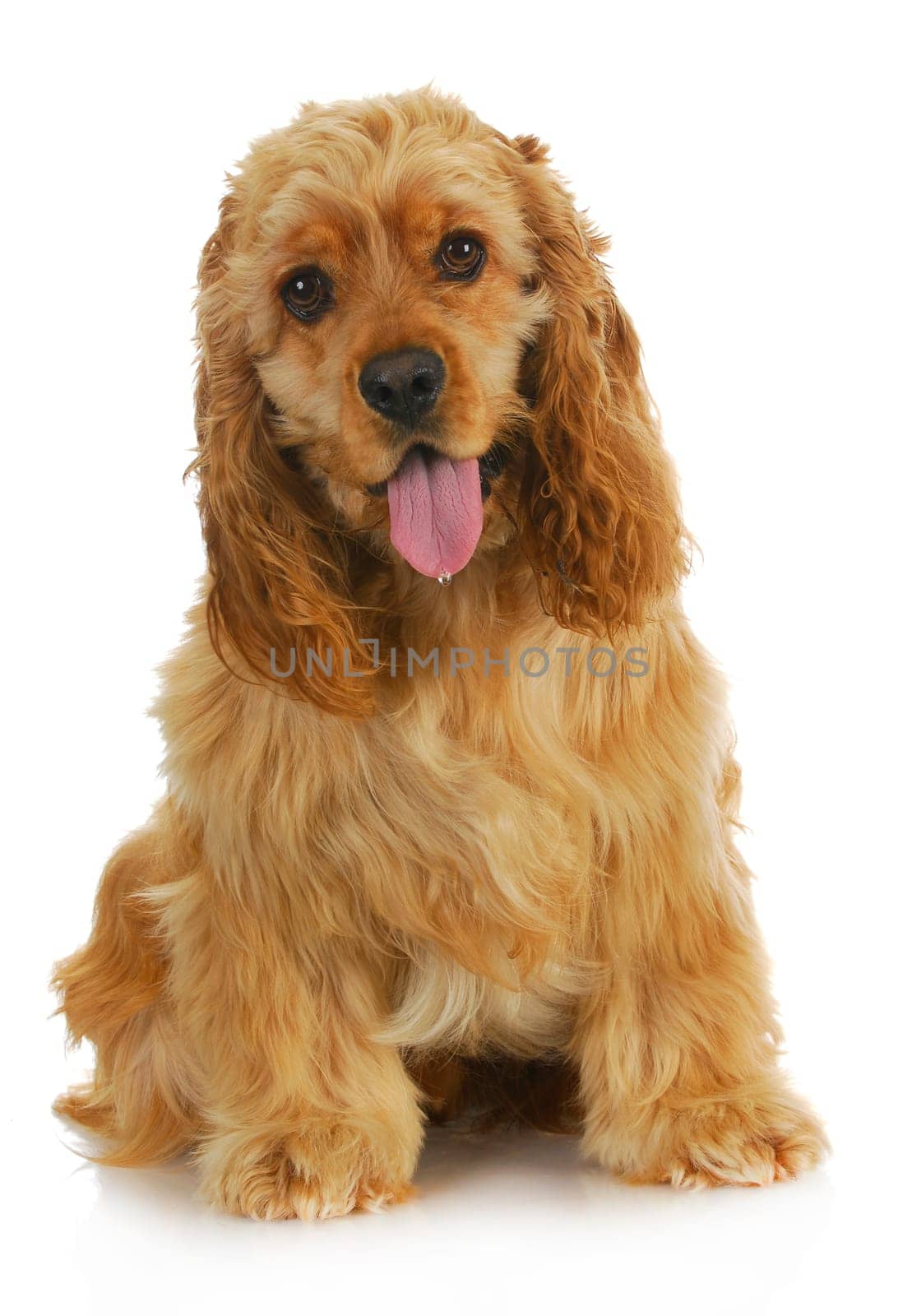 cocker spaniel with drop of water falling from tongue sitting on white background