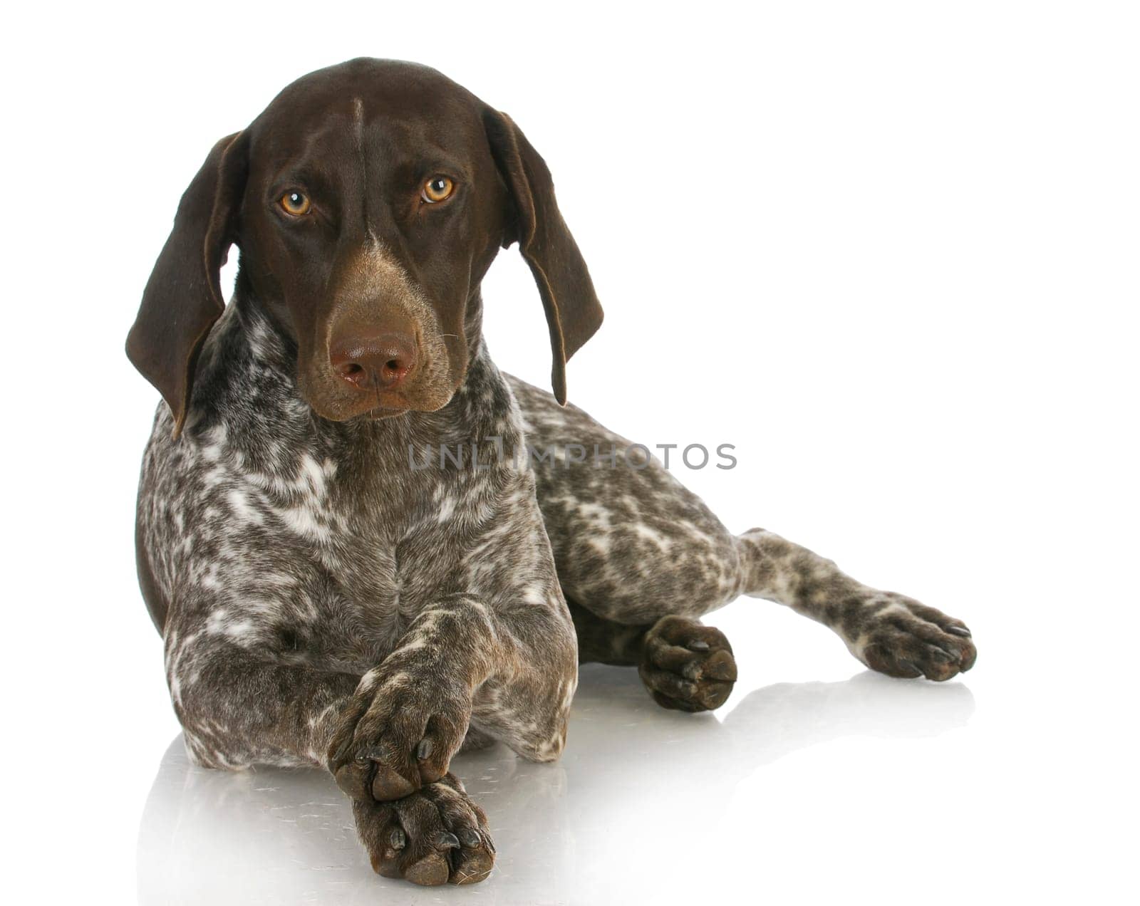 german short haired pointer with paws crossed on white background - 4 months old