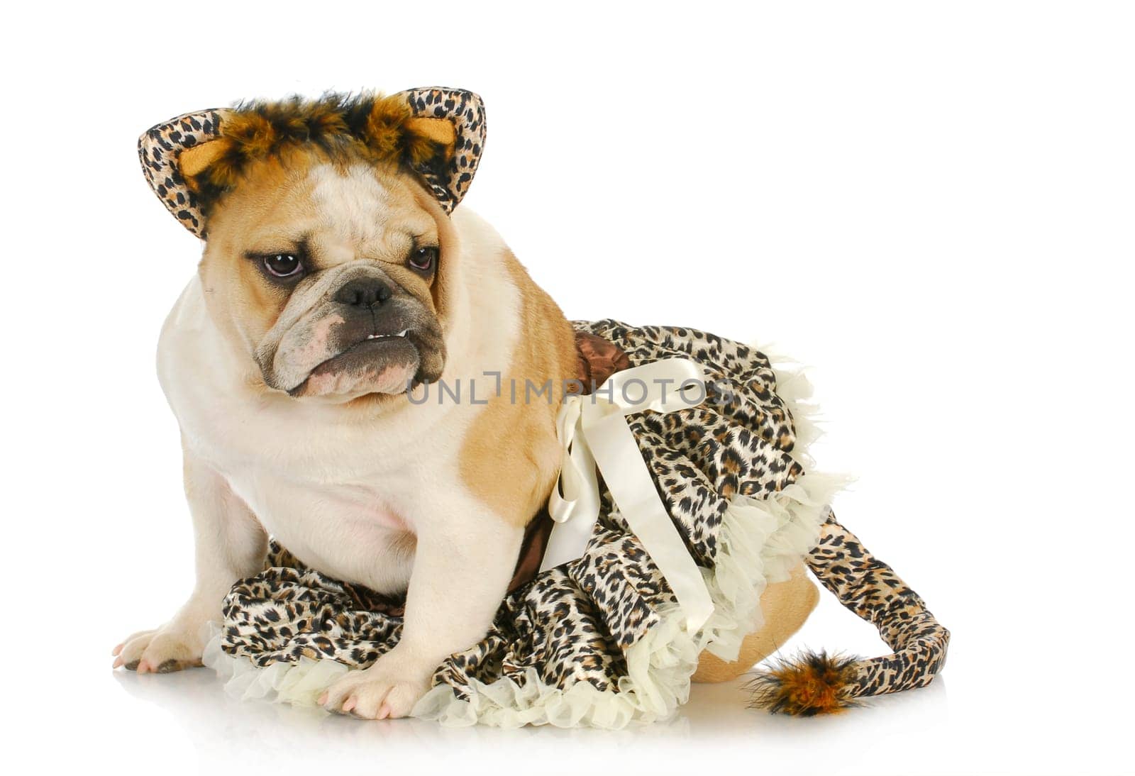 dog dressed like a cat - english bulldog wearing cat costume on white background