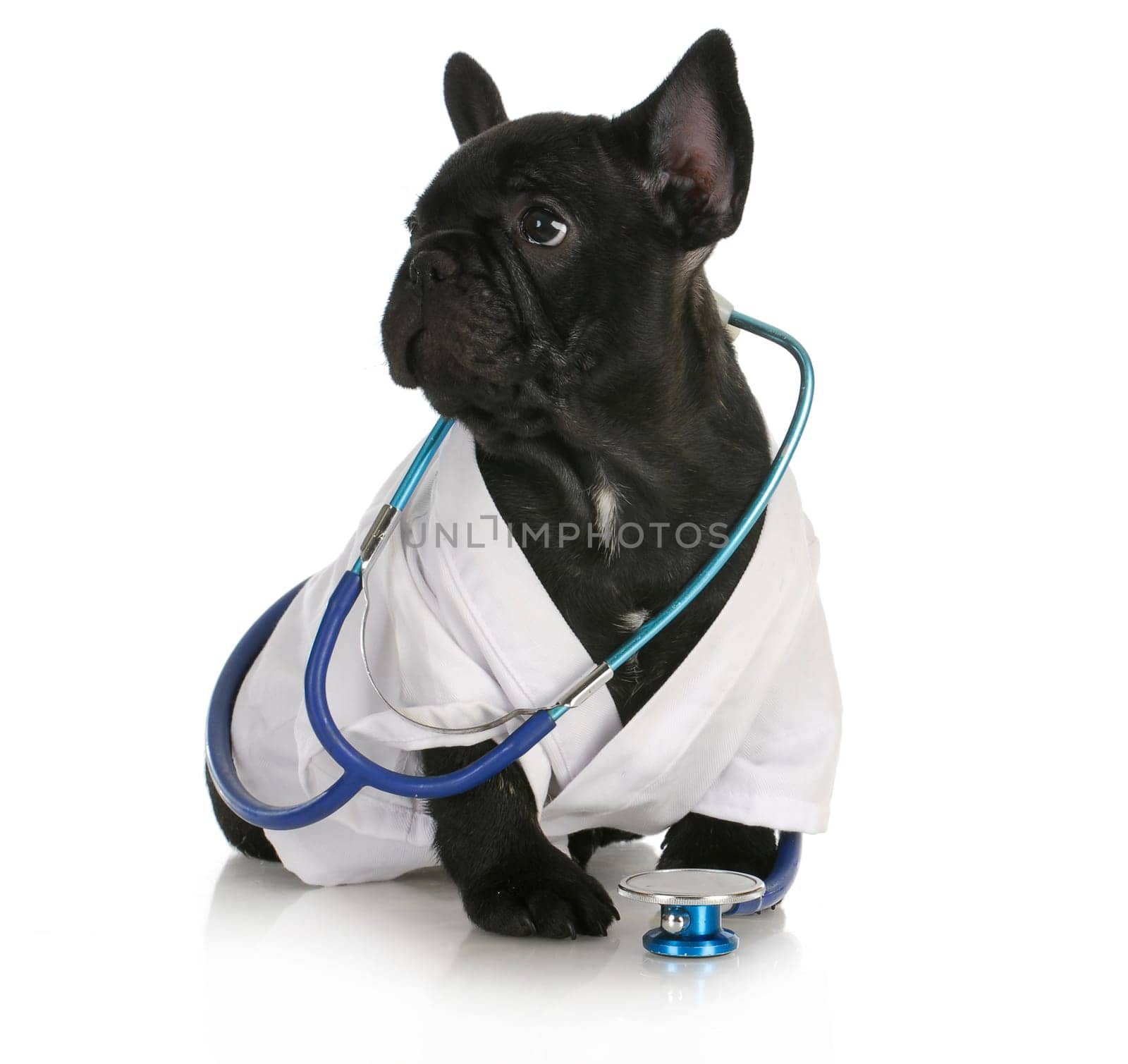 veterinary care - french bulldog dressed up like a vet on white background - 8 weeks old