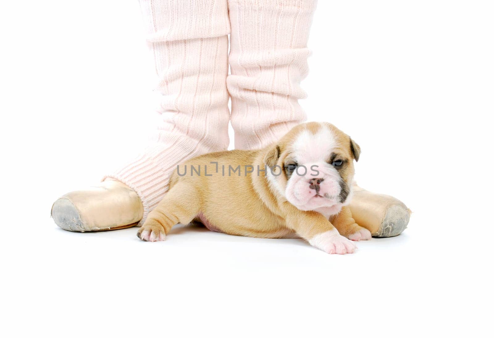 ballerina and newborn puppy - english bulldog puppy - 4 weeks old
