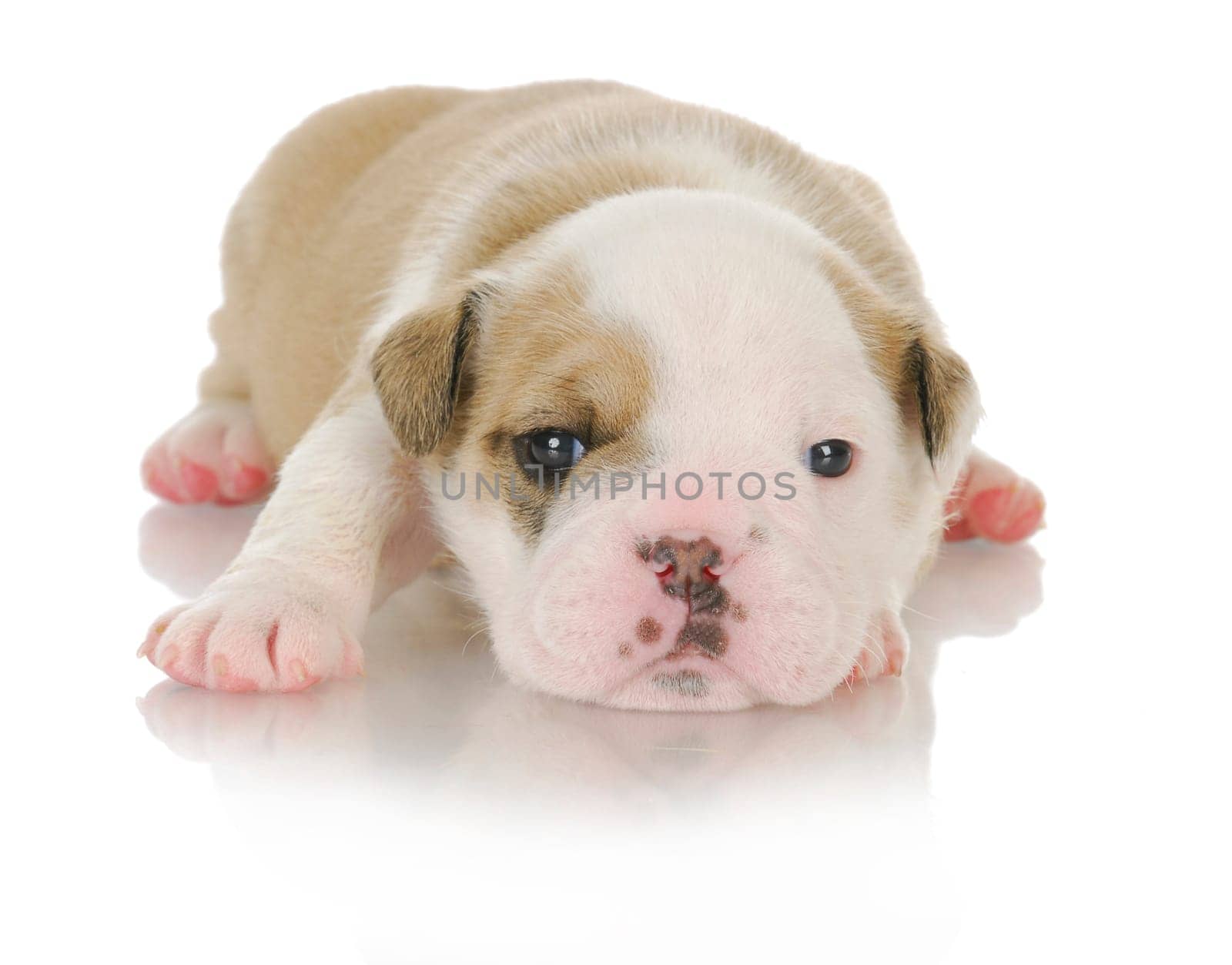 cute puppy - english bulldog puppy - 3 weeks old