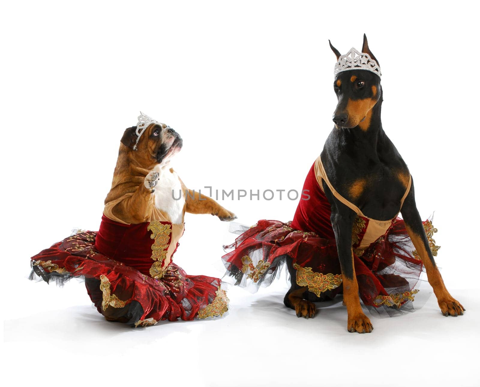 bad ballerinas - english bulldog and doberman pinscher dressed up like ballerinas on white background