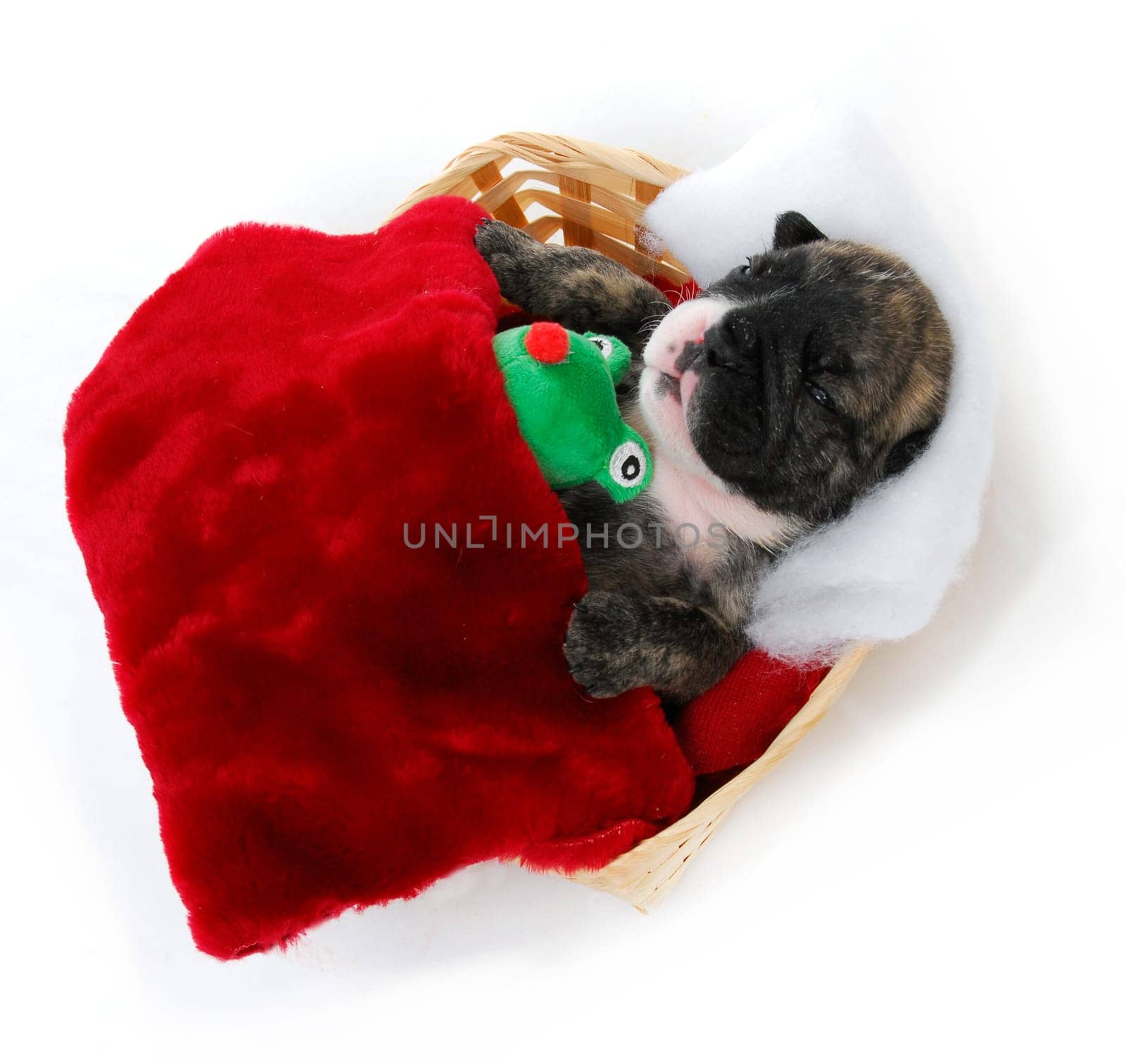 puppy bedtime - english bulldog puppy tucked into bed - 3 weeks old