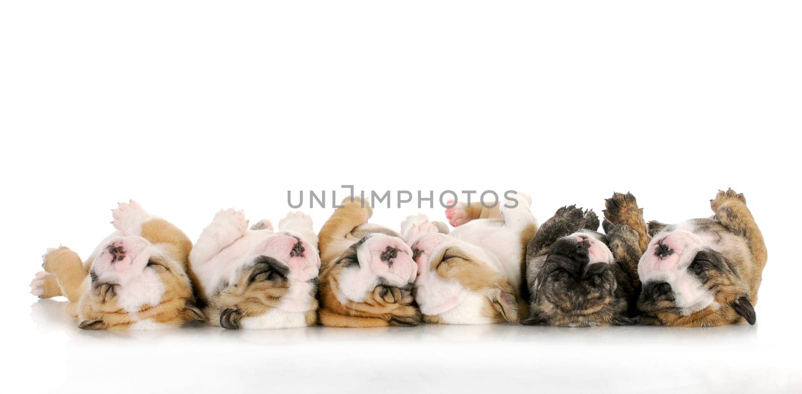 sleeping puppies - litter of sleeping english bulldog puppies on white background - 4 weeks old