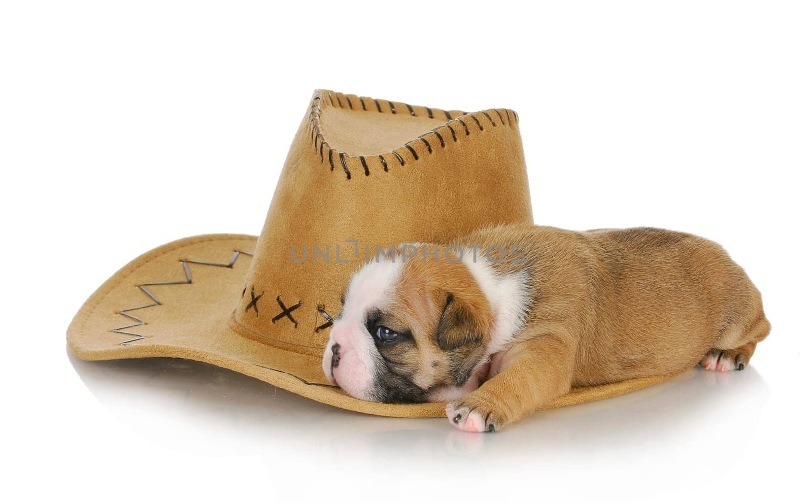 country puppy - cute english bulldog puppy sleeping on cowboy hat - 3 weeks old