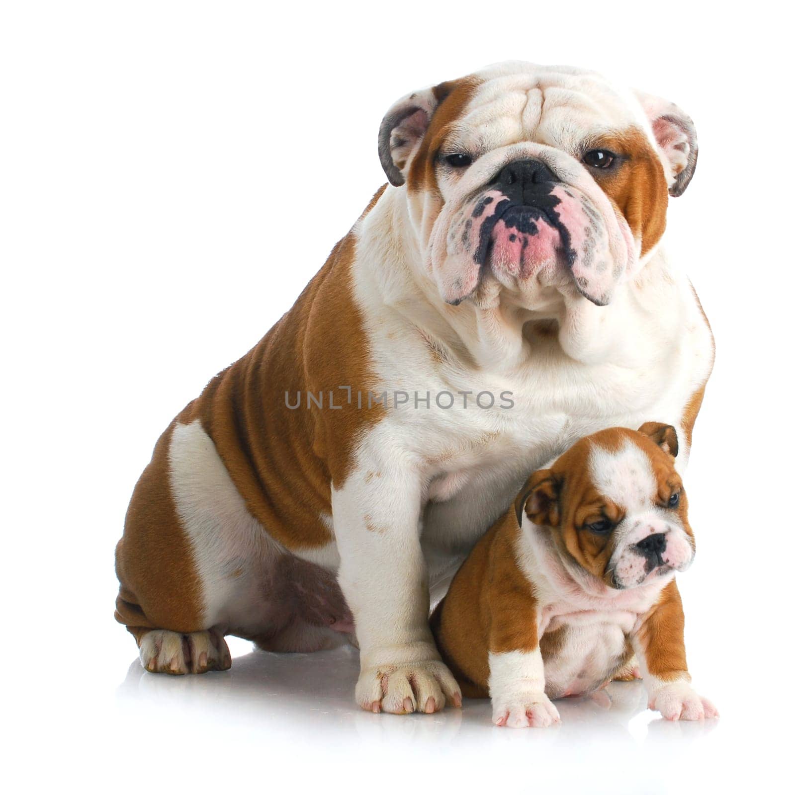 father and son dogs - two english bulldogs sitting on white background