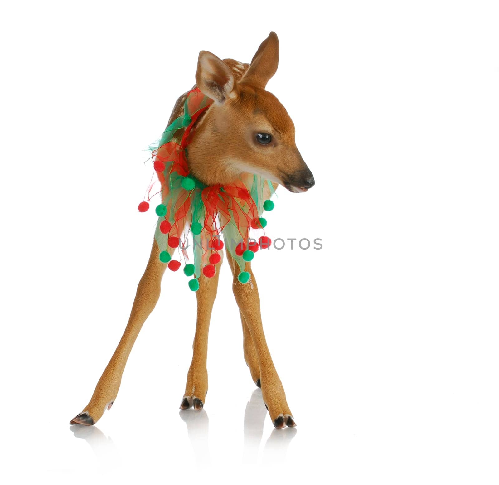 christmas deer - baby fawn with green and red ribbon around neck