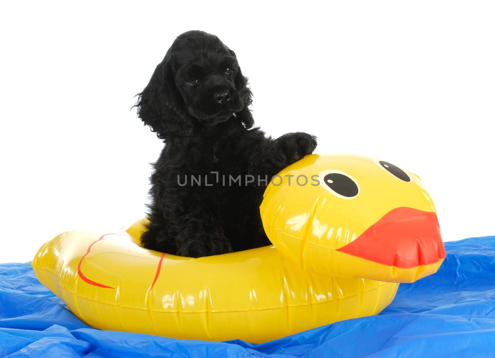 puppy water safety - cute cocker puppy playing in the water - 8 weeks old