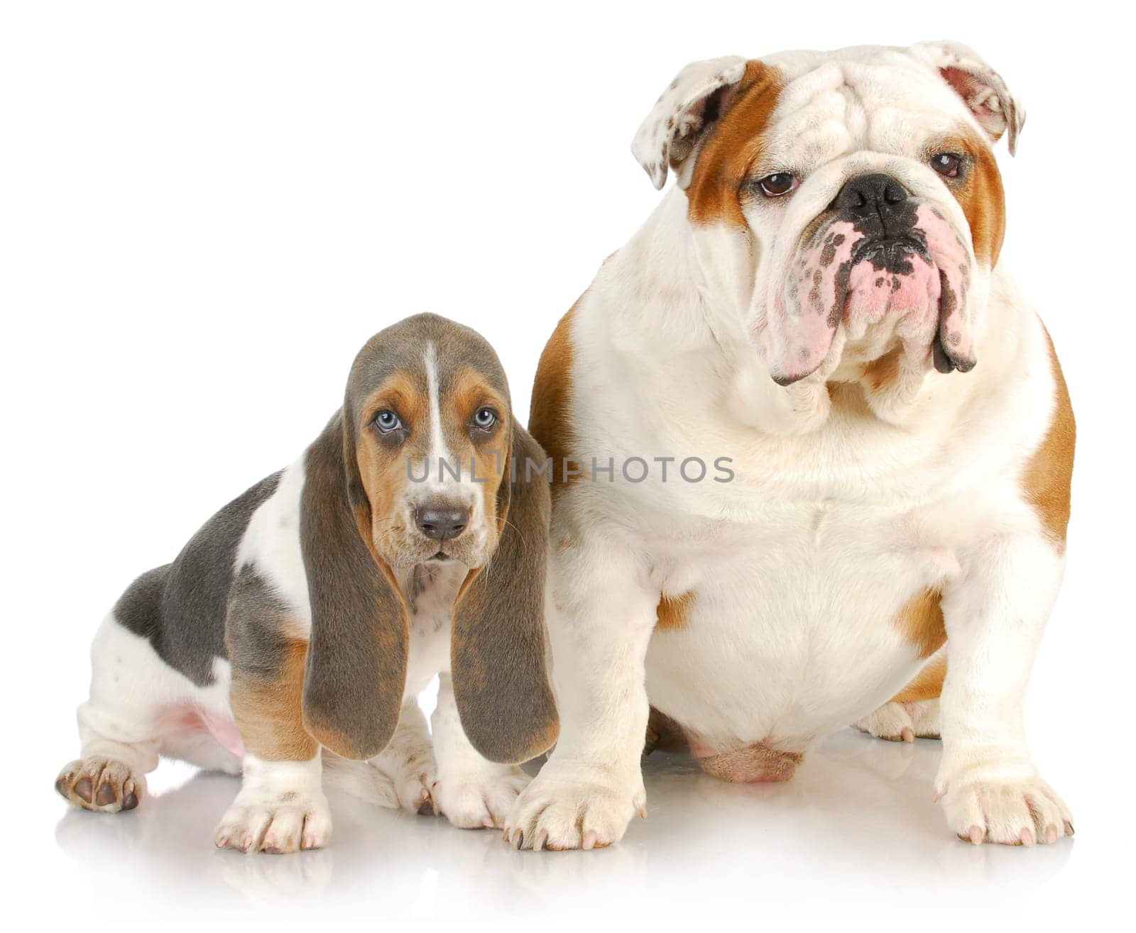 basset hound and bulldog - basset hound puppy and english bulldog sitting beside each other on white background