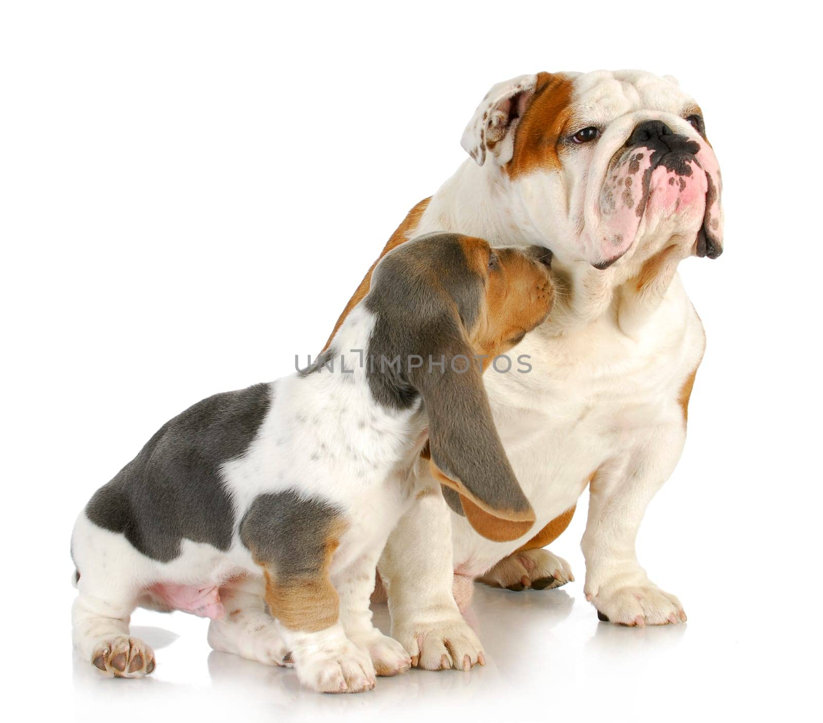 puppy love - cute basset hound and english bulldog together on white background