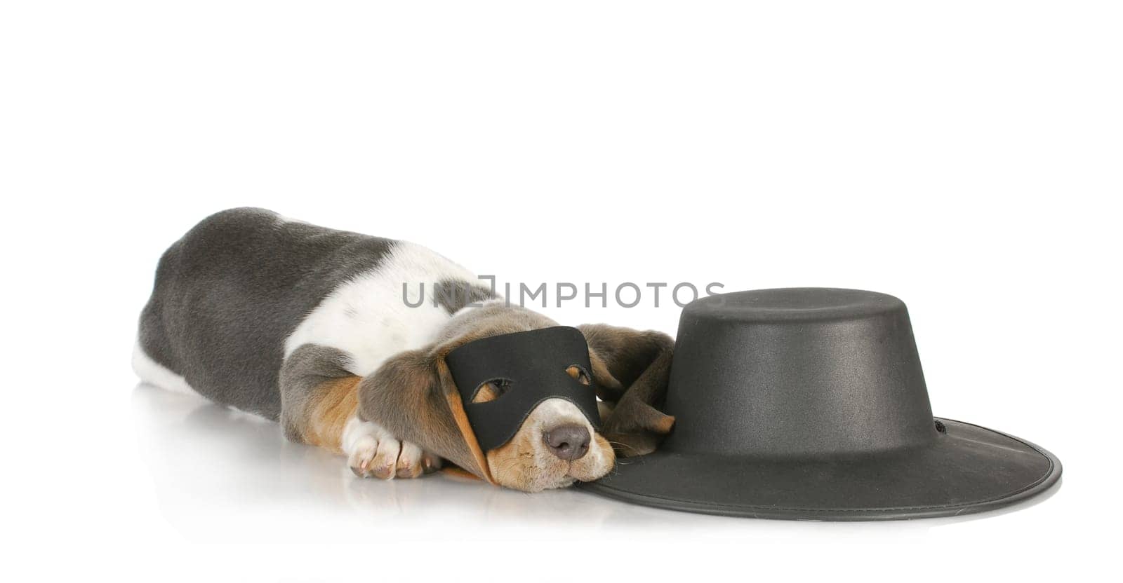 dog zorro - basset hound dressed up in disguise like zorro - 8 weeks old