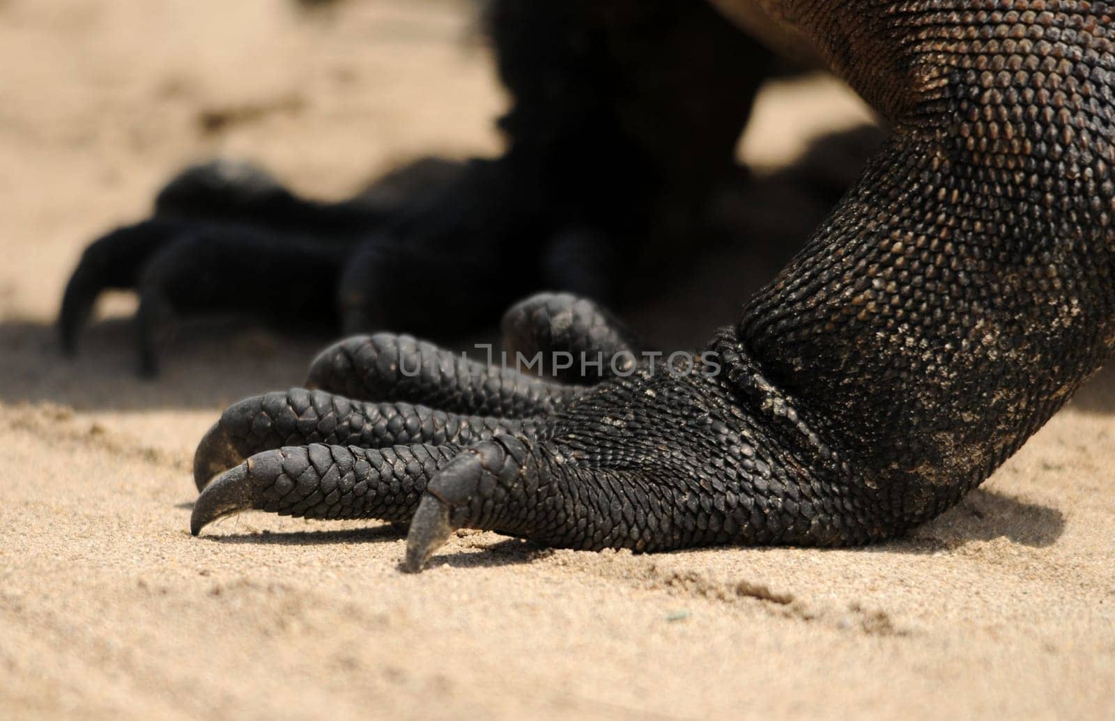 Marine iguana claws