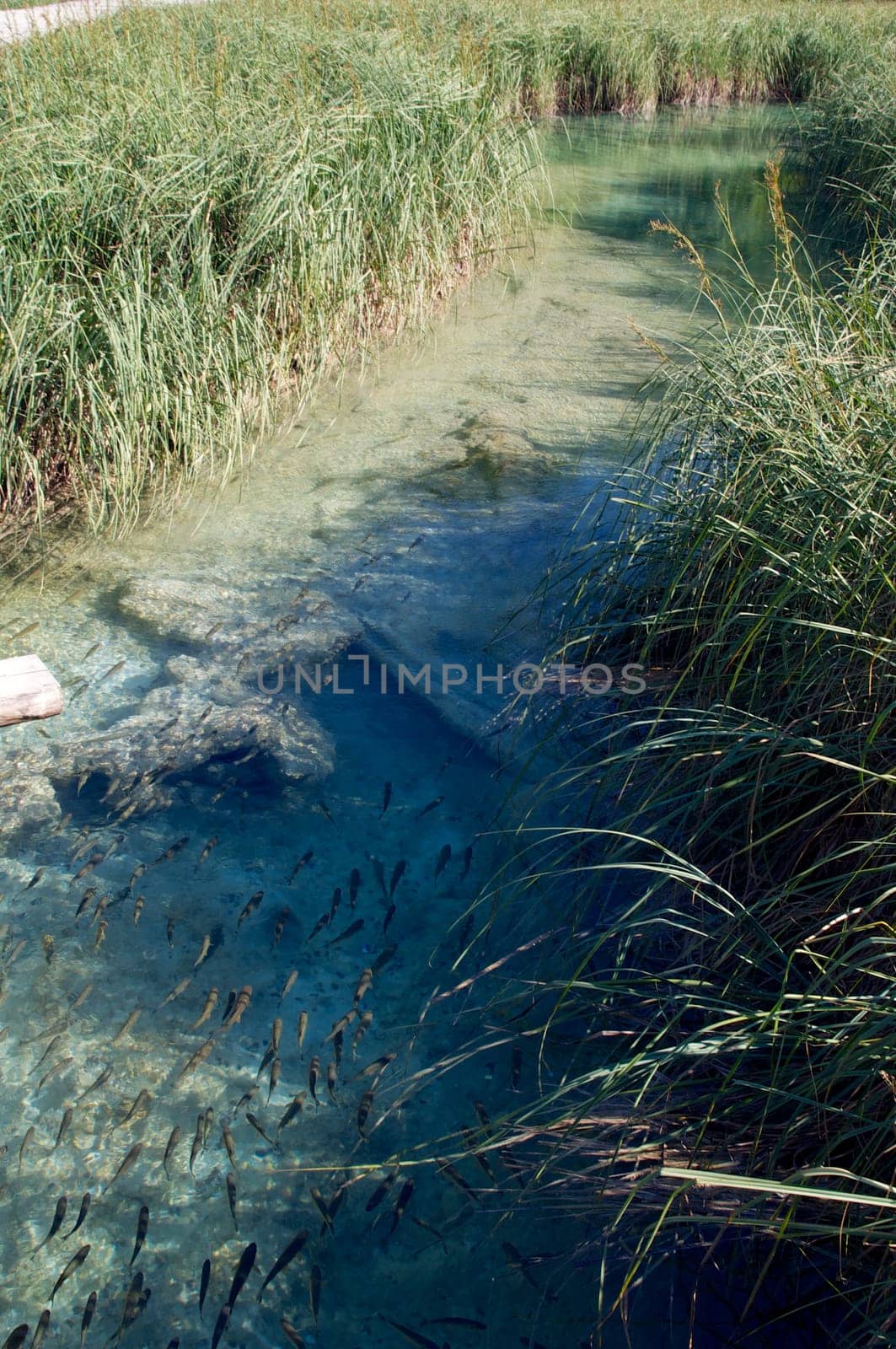 Riverbed and fish